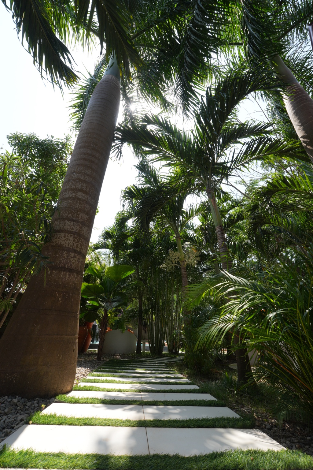 Tall royal palms above the stepping-stone garden walkway