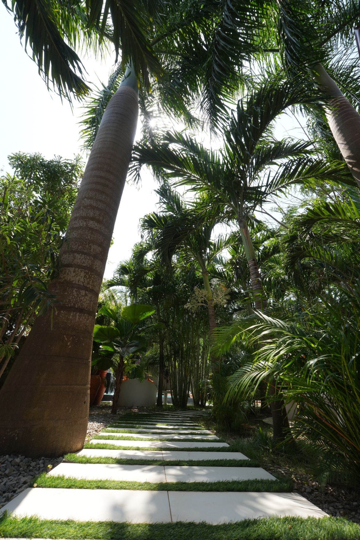 Palm walkway with large tropical canopy overhead
